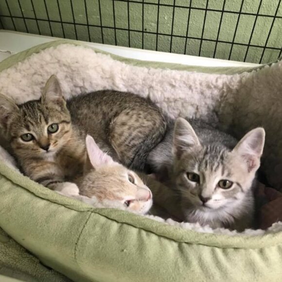 Meet your Posher, La Plata County Humane Society Thrift Store - Picture 4 of 6